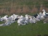 Caspian Gull at Barling Marsh (Steve Arlow) (92596 bytes)